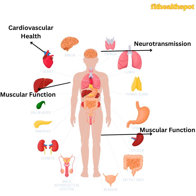 Roles of Nitric Oxide in the Body