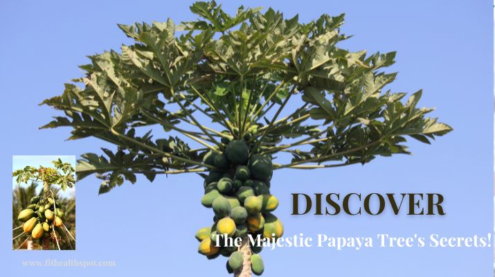mysterious and lush papaya tree image
