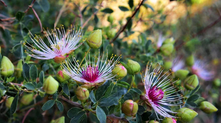 Caper bush bathed in Mediterranean sunlight, featuring blossoming flowers and the treasured unopened buds